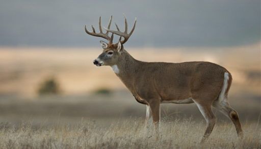 fatal deer disease