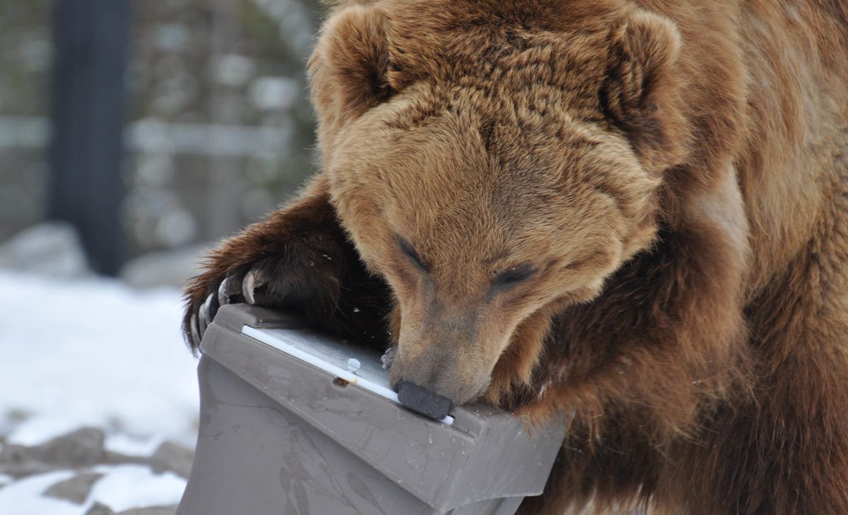 human bear conflicts