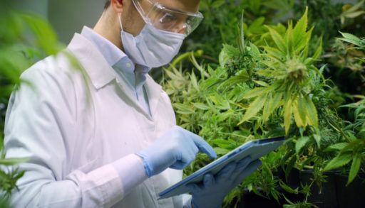 Portrait of scientist with mask and glasses checking and analizing hemp plants, signing the results with laptop in a greenhouse. Concept of herbal alternative medicine,cbd oil, pharmaceutical industry