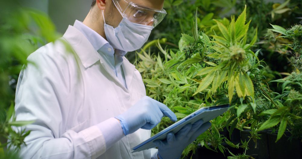 Portrait of scientist with mask and glasses checking and analizing hemp plants, signing the results with laptop in a greenhouse. Concept of herbal alternative medicine,cbd oil, pharmaceutical industry