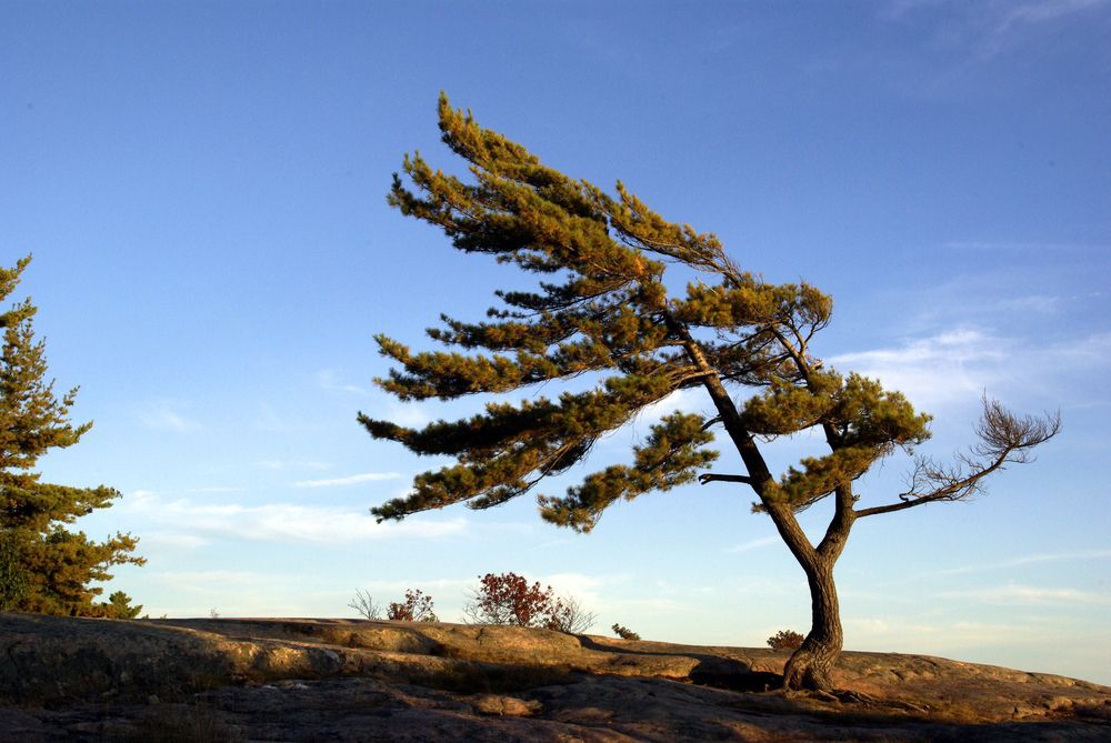 white pine on georgian bay