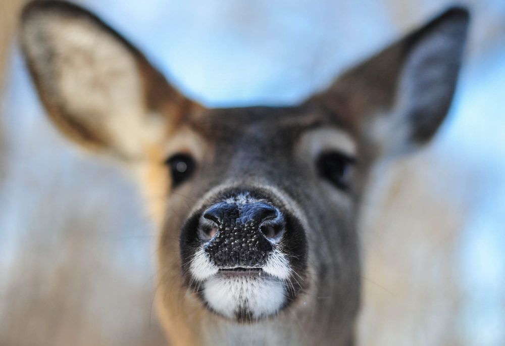 feeding deer winter