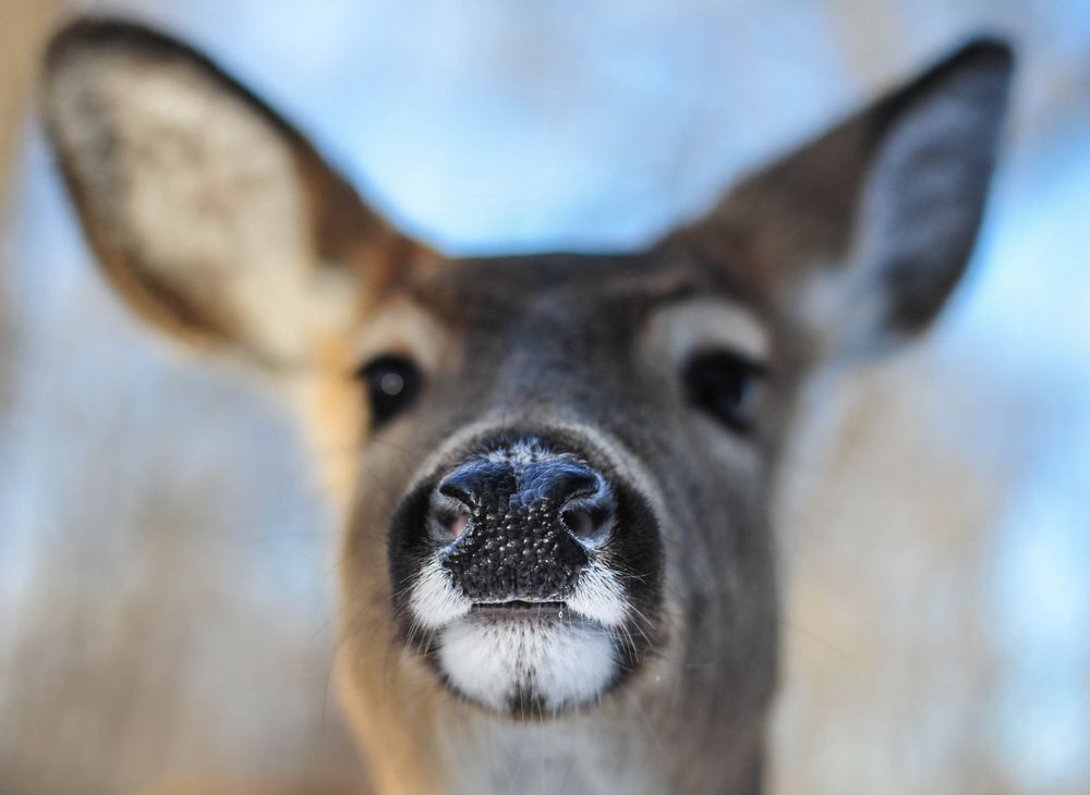 feeding deer winter