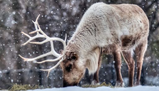 A caribou in winter