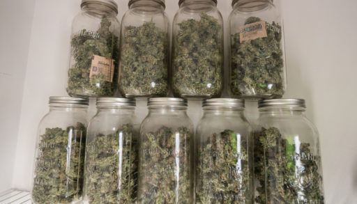 Cannabis stored in Mason jars