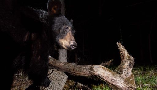 Black bear at night, wildlife trail cam