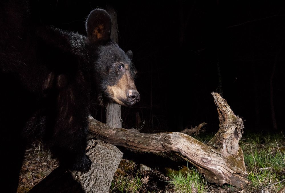 Black bear at night, wildlife trail cam