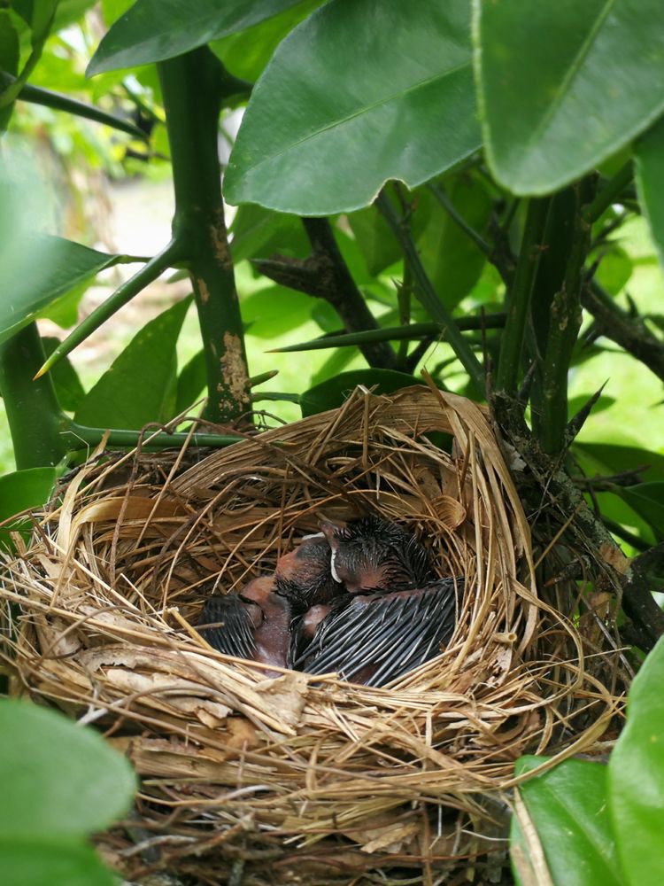 birds nest