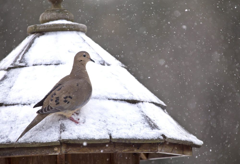 Mourning dove