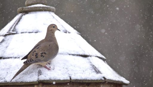 Mourning dove
