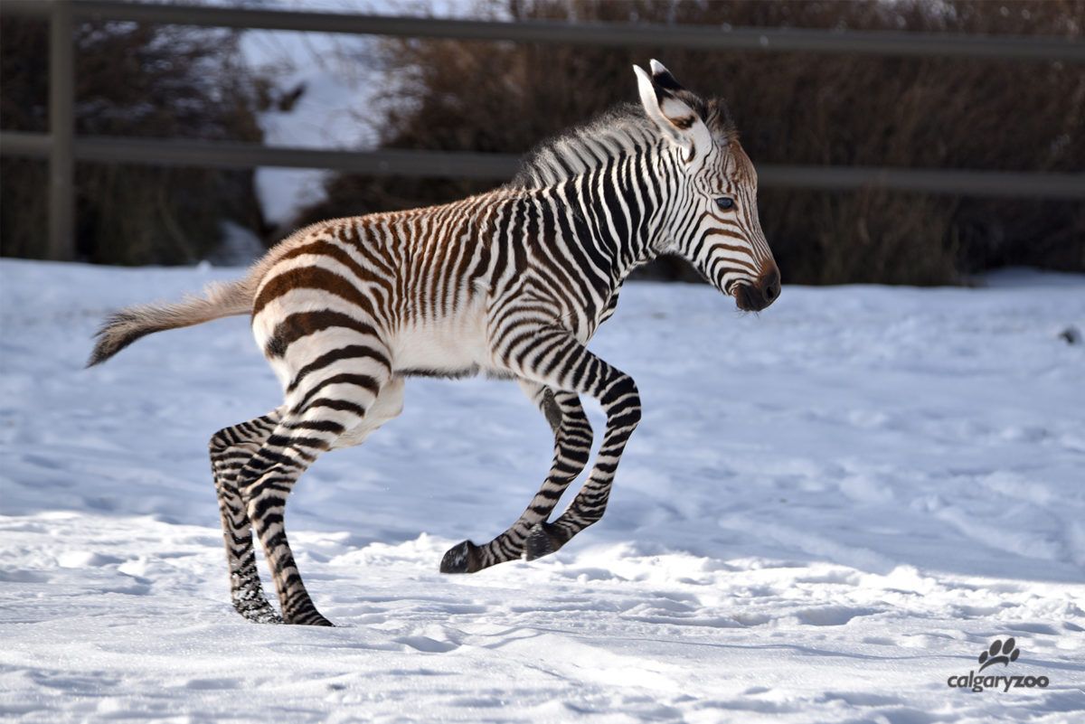 zebra Calgary Zoo