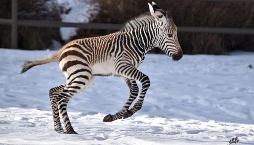 zebra Calgary Zoo