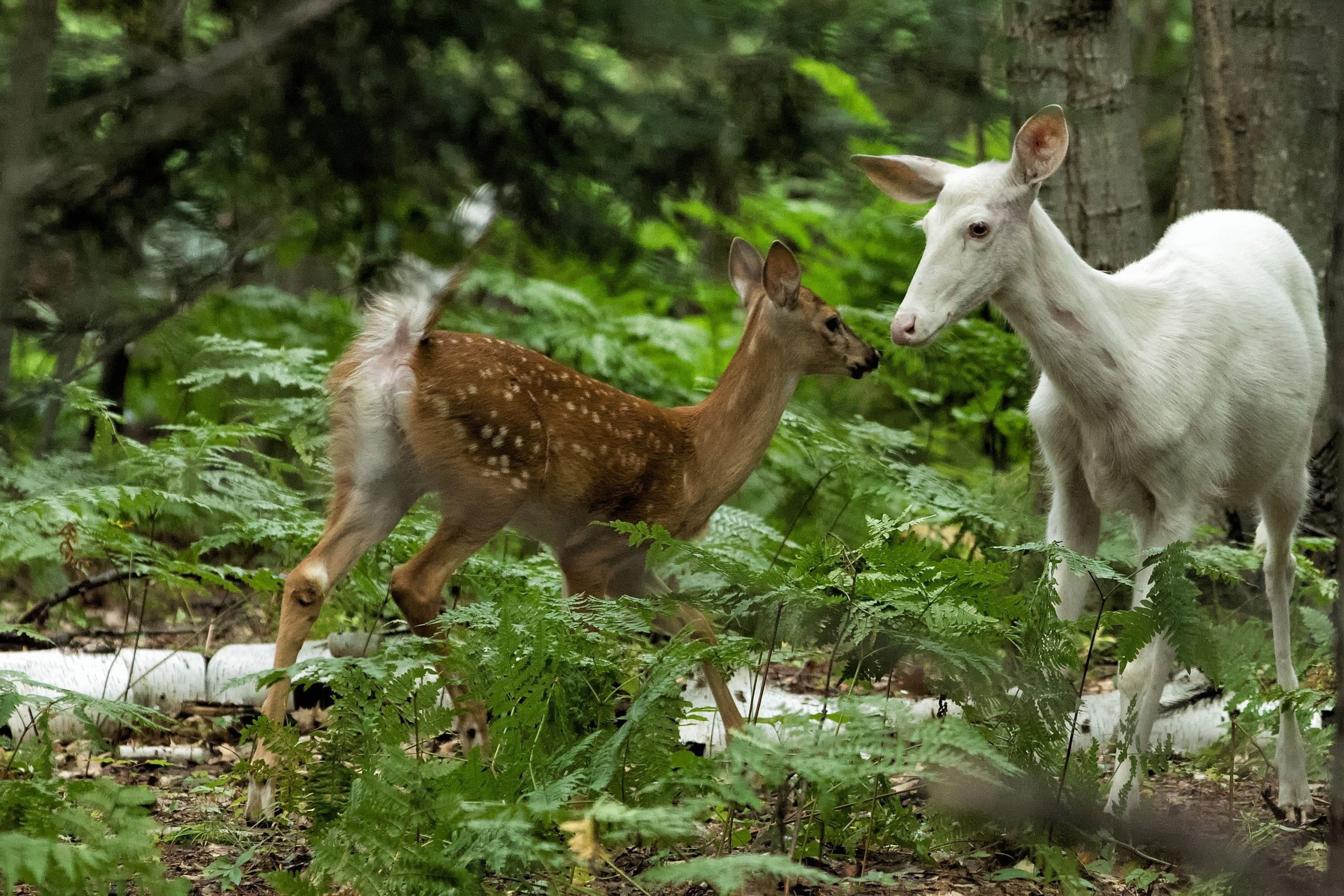 albino deer