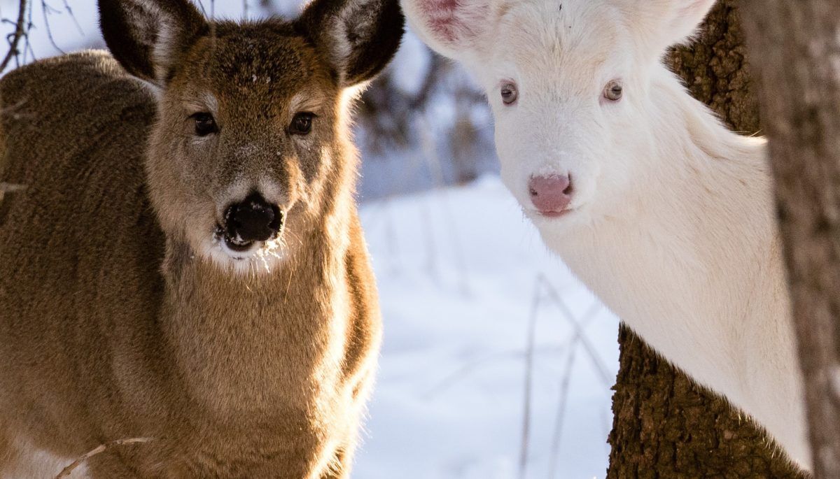 albino deer