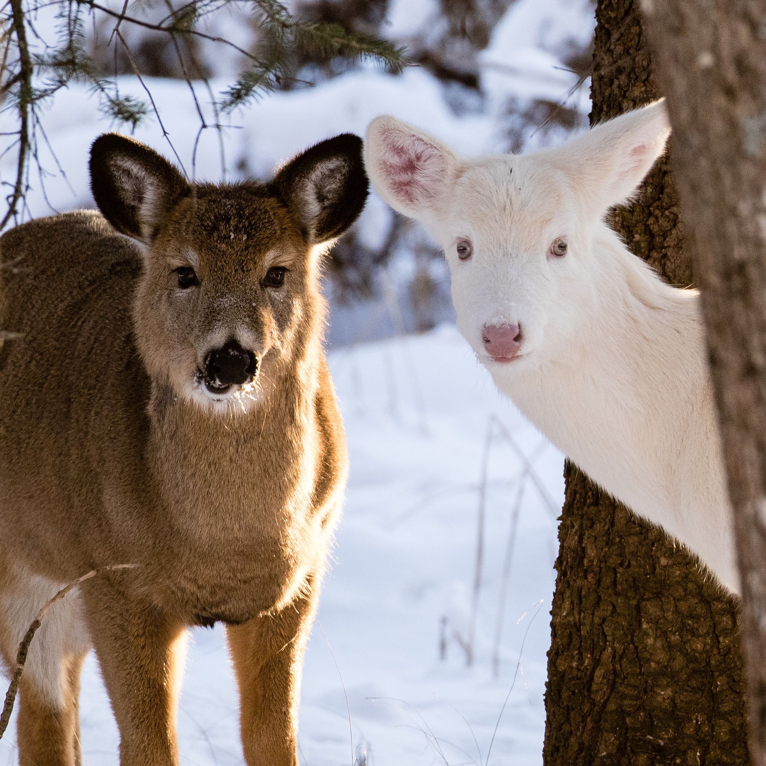 albino deer