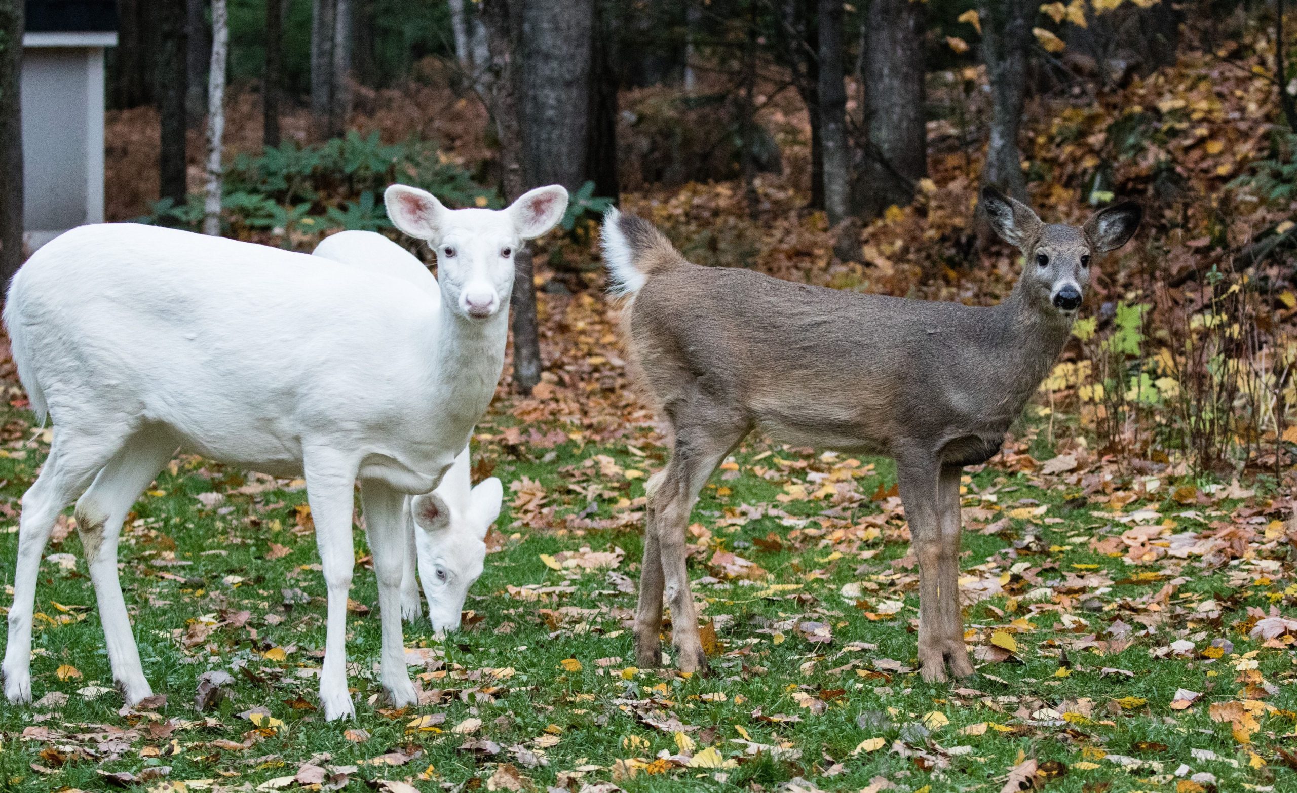 albino deer