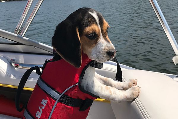dogs wearing lifejackets