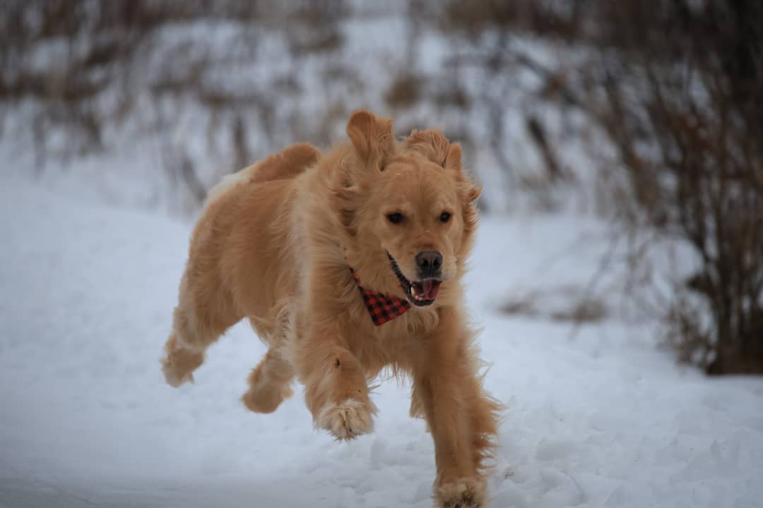 golden retriever running through snow in winter