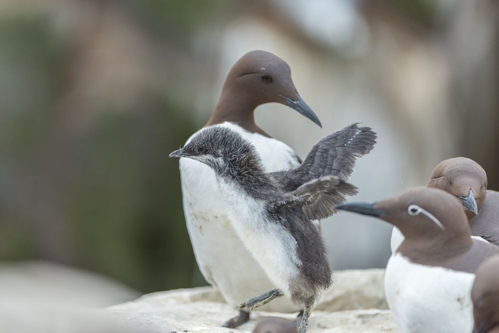 Common Murre (Uria aalge) adults and chick
