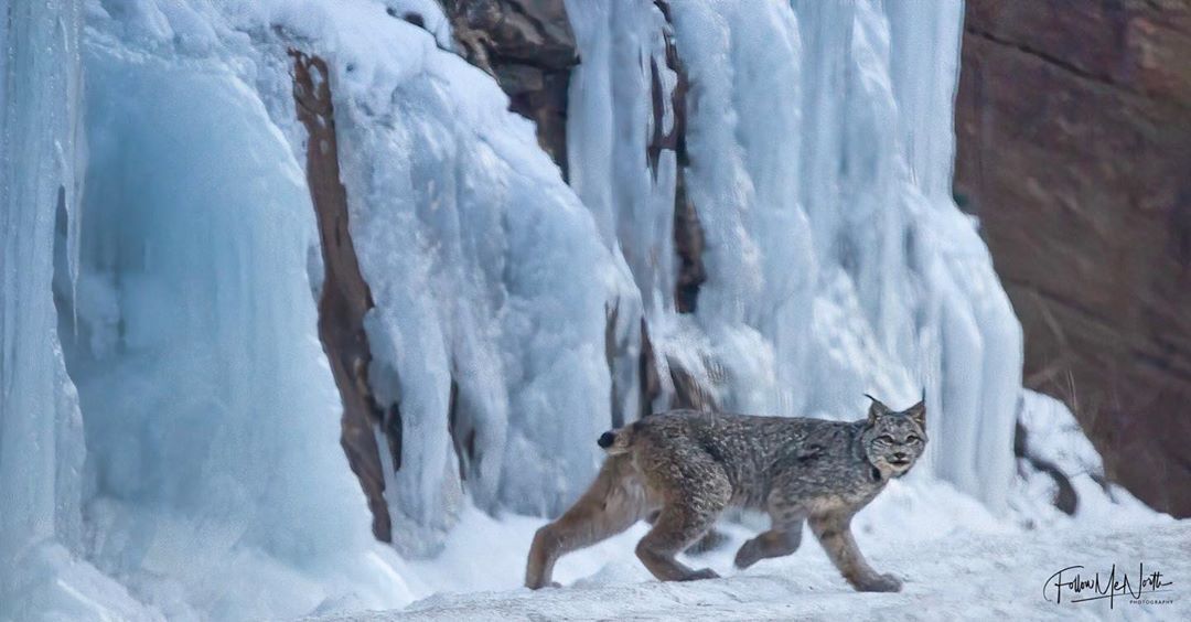 lynx walking in front of frozen waterfall in winter