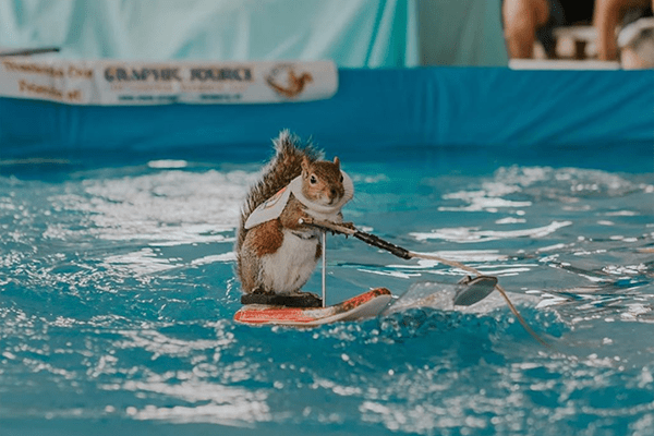 Twiggy on her waterskiis