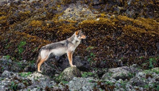 coastal wolf