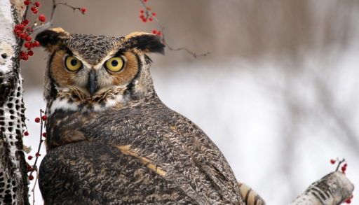 Great horned owl sits in a birch tree in winter