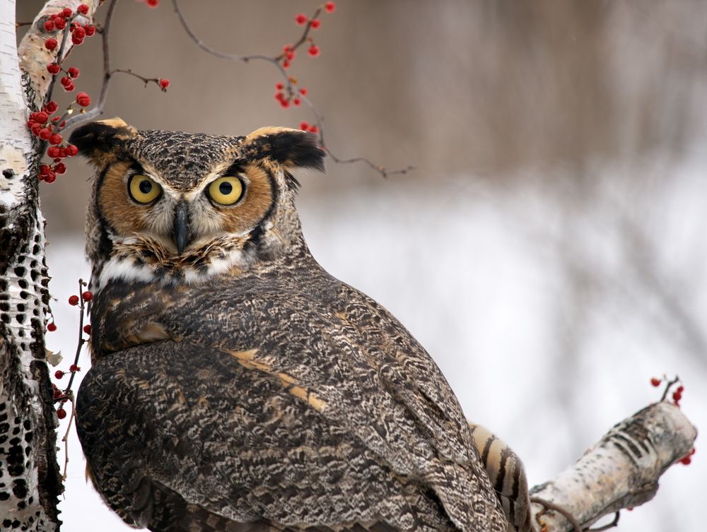 Great horned owl sits in a birch tree in winter