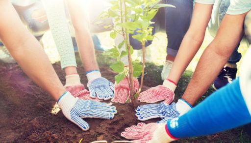 volunteering, charity, people and ecology concept - group of youth volunteers hands planting tree seedling in park