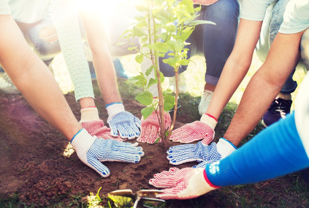 volunteering, charity, people and ecology concept - group of youth volunteers hands planting tree seedling in park
