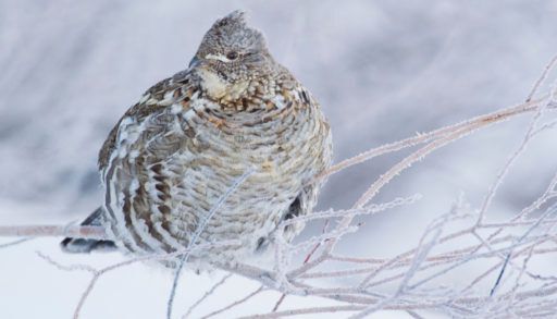 Ruffed grouse