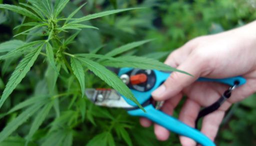 Pruning for a big cannabis yield