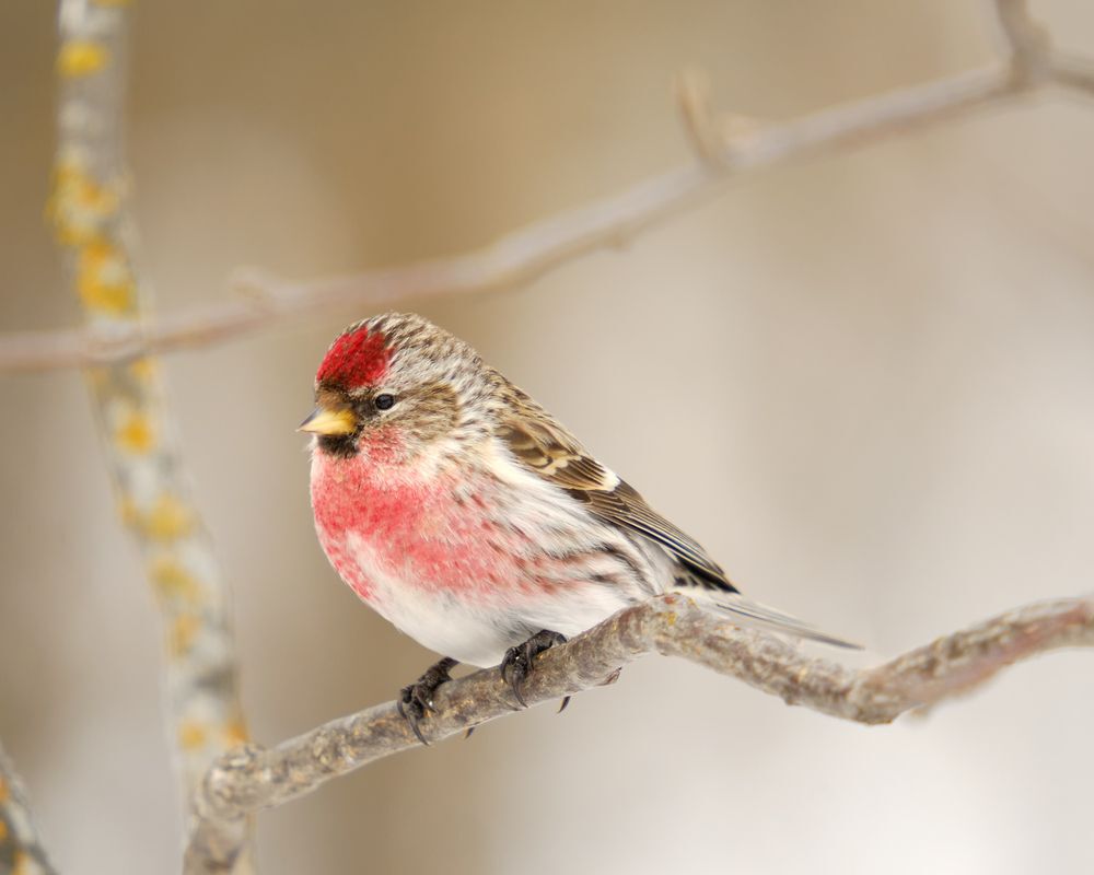 male common redpoll