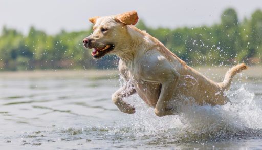 dog runs in the lake