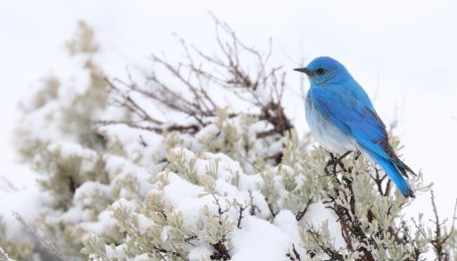 mountain bluebird