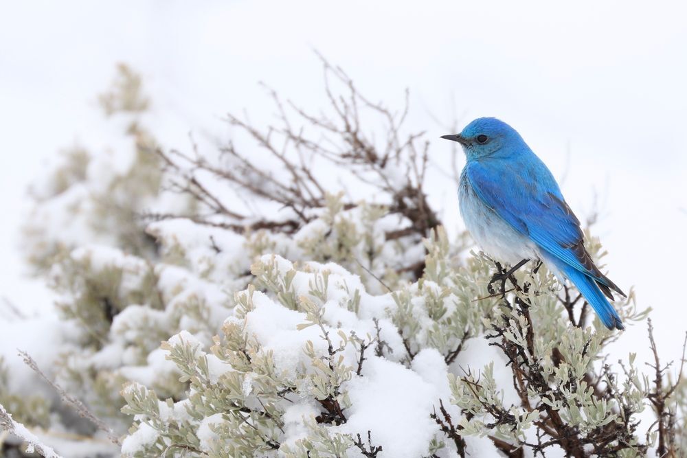 mountain bluebird