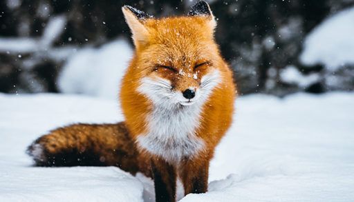 fox in the snow