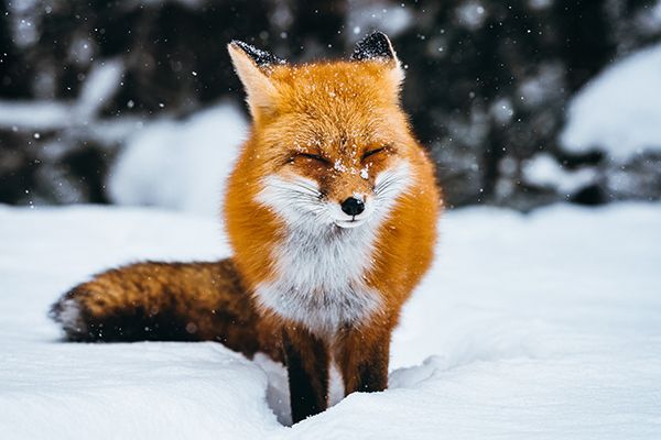 fox in the snow