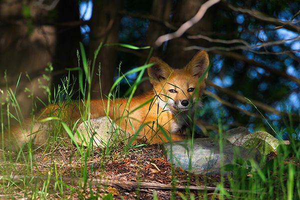 fox hiding in the grass