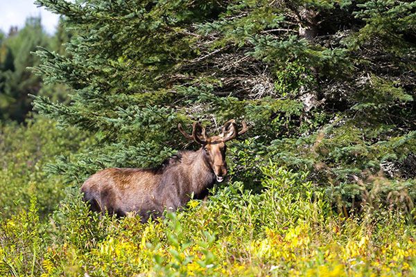 moose smiling in the distance in front of forest