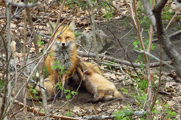 fox hiding in the woods