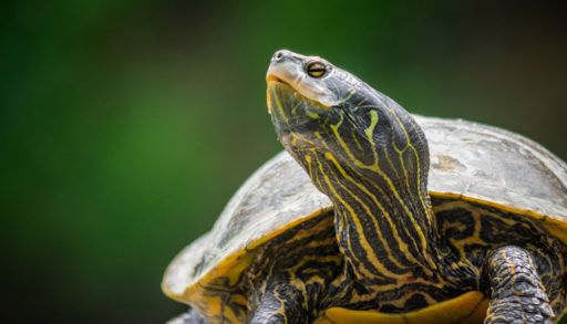 Northern map turtle