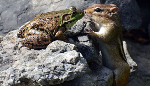 chipmunk kissing a frog, love
