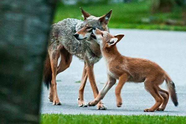 younger fox nipping at older fox's cheek, love
