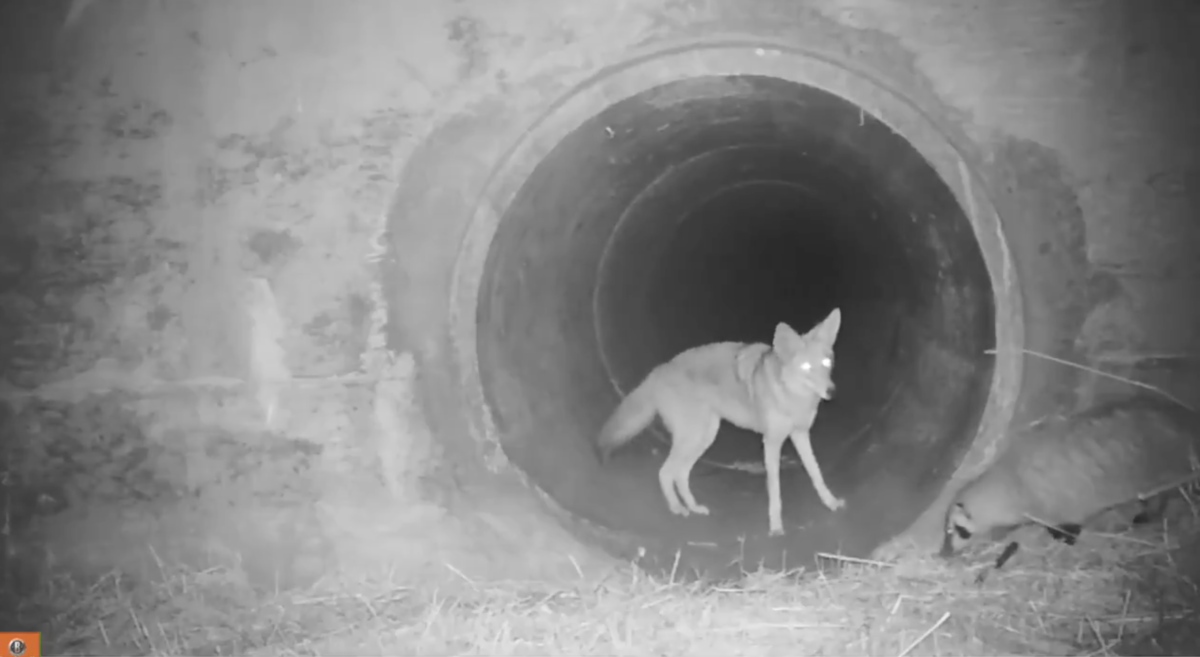 coyote and american badger entering a culvert together