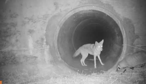 coyote and american badger entering a culvert together