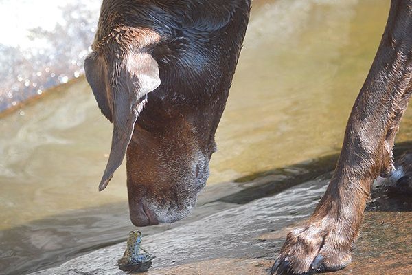 dog kissing tiny frog, love