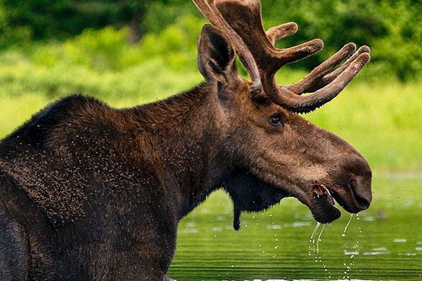 Bull moose in the bay near Kearney