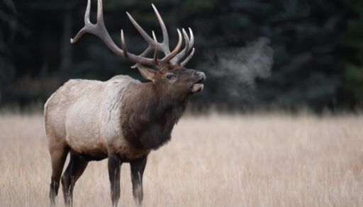 Elk in Banff, Alberta