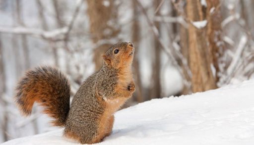 Fox squirrel (Sciurus niger) standing in the snow looking up to the sky, squirrels